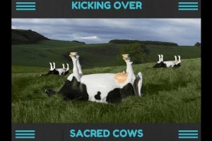 sacred cows1